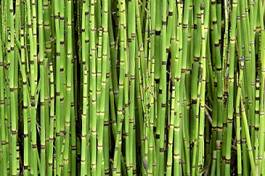 Naklejka azja bambus las