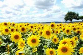 Obraz na płótnie natura słońce słonecznik kwiat blumenfeld