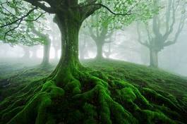 Fototapeta las mech pejzaż drzewa