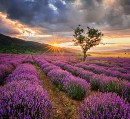 Naklejka stunning landscape with lavender field at sunrise
