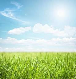 Fototapeta świeży rolnictwo witalność słońce łąka