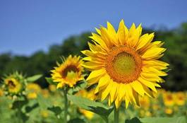 Fotoroleta świeży kwiat słońce
