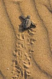 Obraz na płótnie plaża zwierzę żółw droga morze