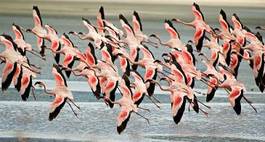 Naklejka flamingo safari dziki ptak afryka