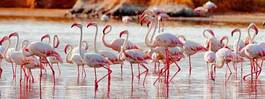 Plakat afryka dziki ptak flamingo