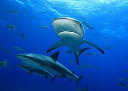 Obraz na płótnie woda morze rekin rafa