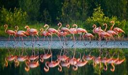 Naklejka ptak kuba fauna flamingo