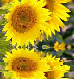 Obraz na płótnie roślina kwiat słońce
