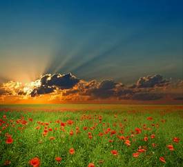 Naklejka spokojny niebo słońce kwiat rolnictwo