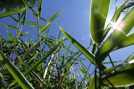 Naklejka bambus słoma zielony kłącze makro