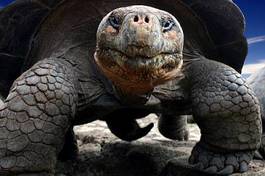 Plakat zwierzę żółw gad niebo ekwador