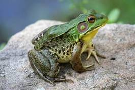 Fotoroleta żaba oko gad płaz zielony