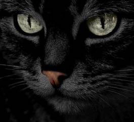 Plakat kot oko felino czarny spojrzenie