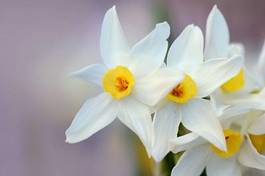 Fotoroleta kwiat ogród piękny narcyz