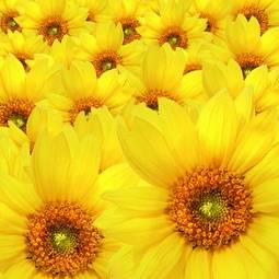 Obraz na płótnie wzór słońce natura pyłek