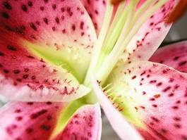 Fotoroleta kwiat liliowiec zielony