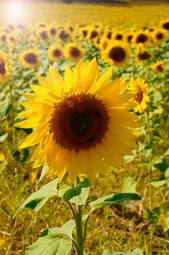 Obraz na płótnie pole olej słonecznik kwiat