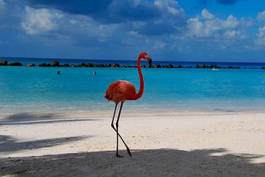 Naklejka morze karaibskie bahamy indonezja ptak morze