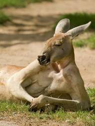 Fotoroleta australia ssak kangur zwierzę trawa
