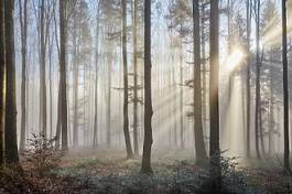 Fototapeta las natura drzewa słońce pejzaż