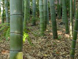 Naklejka las tropikalny bambus drzewa