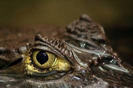 Fotoroleta gad woda aligator