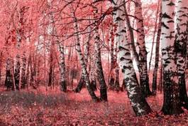 Naklejka brzozowy las