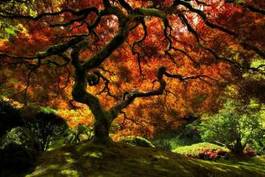 Fototapeta drzewo w kolorowym ogrodzie