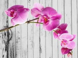 Naklejka różana orchidea na tle desek