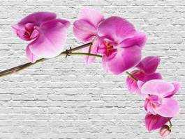Fototapeta różana orchidea na tle kamieni
