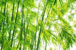 Plakat bambusy na jasnym tle