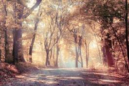 Plakat droga przez jesienny las