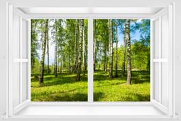 Fototapeta widok na brzozowy las