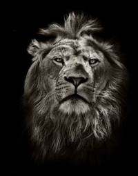Obraz na płótnie portret lwa
