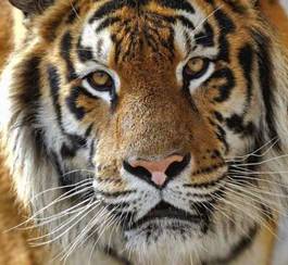Obraz na płótnie tygrys