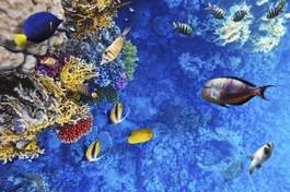 Obraz na płótnie rafa koralowa - morze czerwone