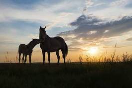 Obraz na płótnie dwa konie przy wschodzie słońca