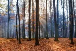 Fototapeta jesień w lesie