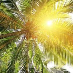 Fototapeta przebijające się słońce przez palmę
