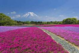 Obraz na płótnie uprawa kwiatów na tle fuji