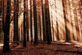 Naklejka jesienny las w porannych promieniach słońca