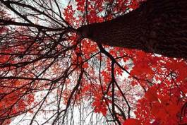 Plakat drzewo z czerwonymi liśćmi