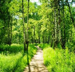 Obraz na płótnie Ścieżka w zielonym lesie