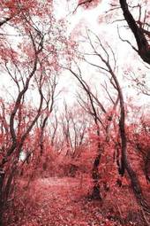 Naklejka jesienny las w kolorach czerwieni