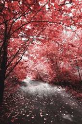 Naklejka dróżka w lesie z czerwonymi liśćmi