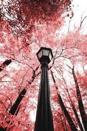 Plakat latarnia w parku jesienią