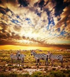 Fototapeta zebry na sawannie