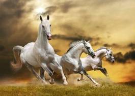 Naklejka białe konie