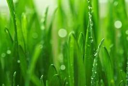 Fotoroleta krople wody na trawie