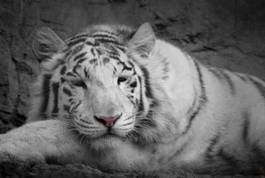Obraz na płótnie biały tygrys
